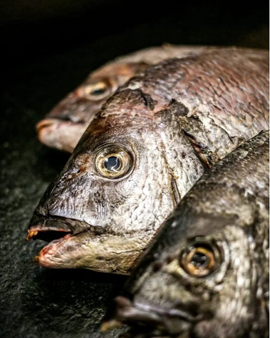 Quentin Garo, Poissonnerie